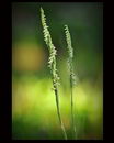 Autumn Lady's-tresses